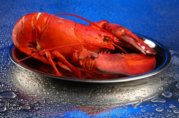 Red lobster on tray, on blue background