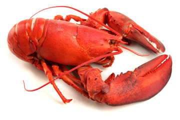 Red lobster isolated on white