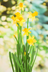 Naklejka premium Beautiful yellow daffodils on green background