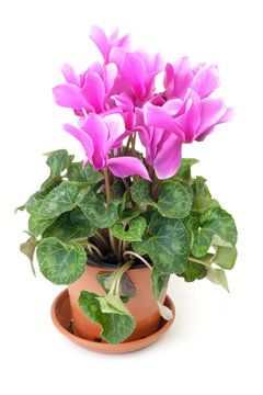 Pink cyclamen with green leaves in a simple pot