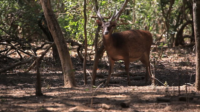 The deer slowly goes to the wood. Komodo island.