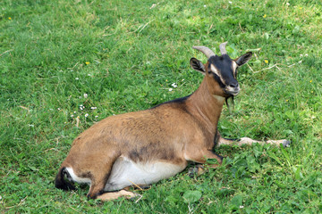 young goat in the middle of the green lawn grasses