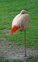 Fototapeta na wymiar różowe flamingi w spoczynku siedzący na jednej nodze równowagi