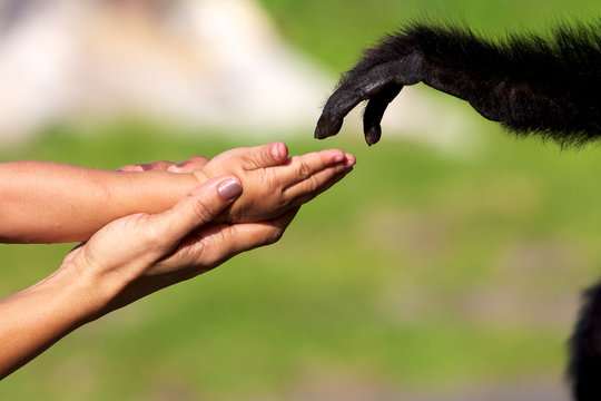 main d'enfant touche main de singe