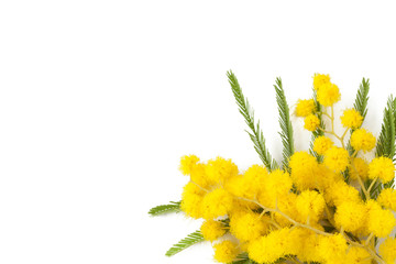 Twig of mimosa flowers - 50213327