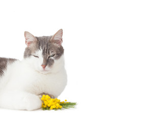 Cat and twig of mimosa flowers