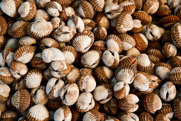 The background of shells