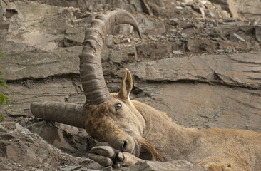 Alpine ibex