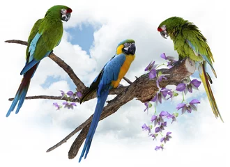 Foto op Canvas Macaw Parrots Perching © SunnyS