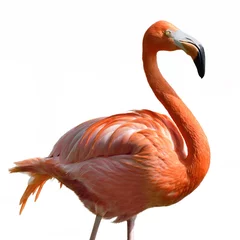 Abwaschbare Fototapete Flamingo Rosa Flamingo