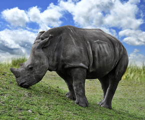 Obraz premium Baby White Rhino