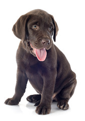 puppy labrador retriever