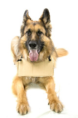 German Shepherd