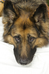 German Shepherd