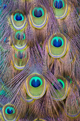 peacock feather