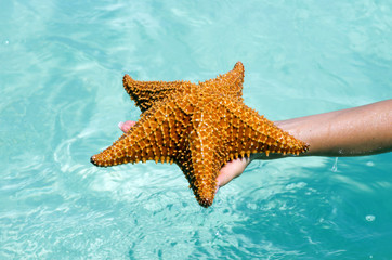 Starfish in hand