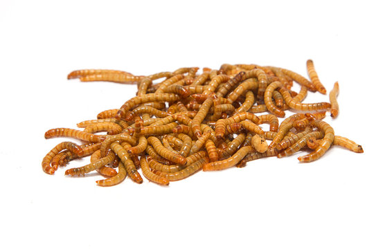 meal worms on isolate