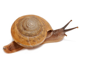 brown snail