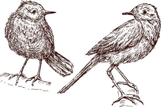 Birds