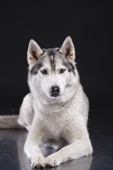 siberian husky