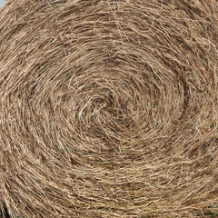Straw bundle texture with a lot of details