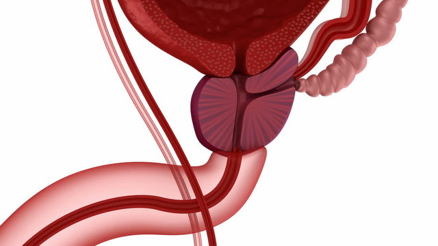 Male reproductive system.