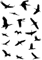 Obraz premium Störche im Flug Silhouetten