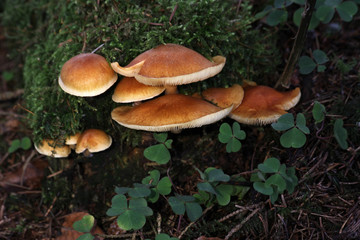 Waldpilze