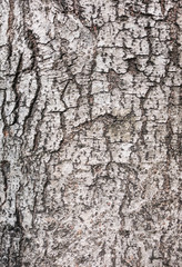 Wood bark texture