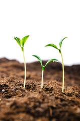 Green seedlings in new life concept