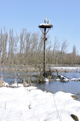 White storks on a nest, Salburua park, Vitoria(Spain)