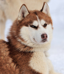 Siberian husky dog