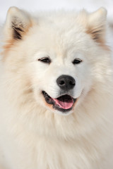 Portrait dog