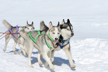 Siberian husky dog