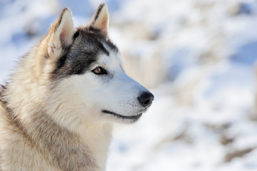 Siberian husky dog