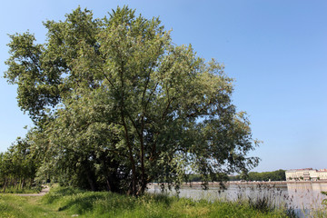 Trees by a city riverfront