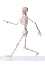 Skeleton isolated on the white background