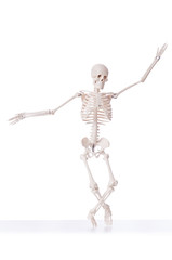 Skeleton isolated on the white background