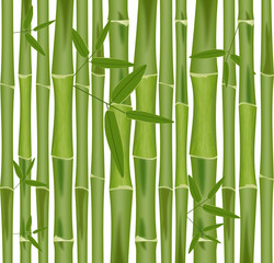 Bambus, Hintergrund