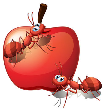 The two ants and the red apple