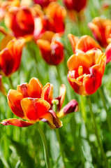 Fototapeta premium Tulip field on bright summer day