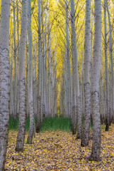 Tree Farm grove of trees with green grass
