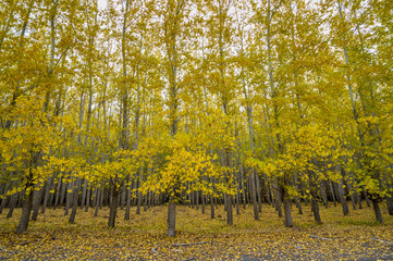 Row of trees at the edge of a tree farm