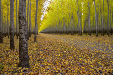 Access road to a tree farm autumn