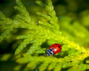 Closeup of a Ladybug in a tree