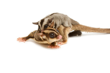 sugar-glider mom and little joey cling back