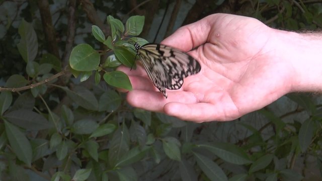 papillon qui s'envole(ralentie 50p)