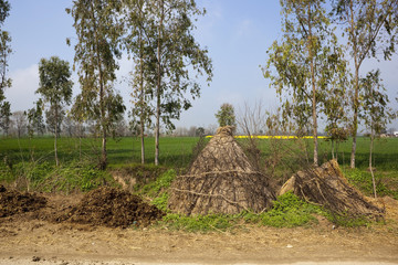 Rural Punjab