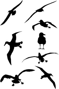 Albatrosse
