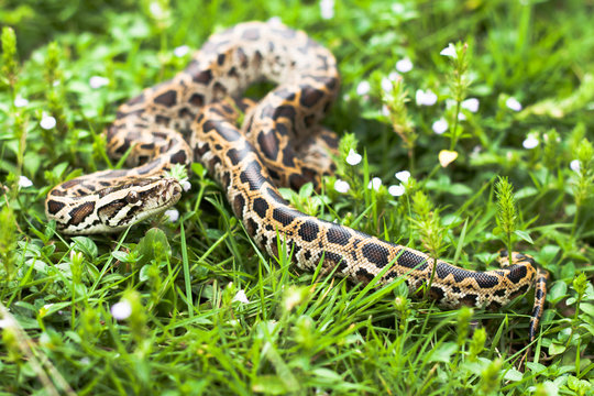 Dangerous burmese python could be found between the grasses